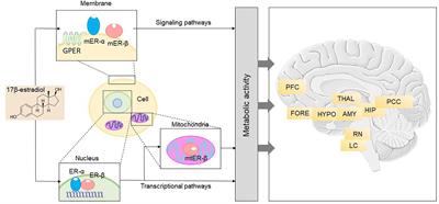 Sex and Gender Driven Modifiers of Alzheimer’s: The Role for Estrogenic Control Across Age, Race, Medical, and Lifestyle Risks